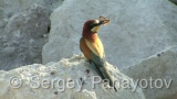 Video of European Bee-eater - European Bee-eater in nest period in Bulgaria
